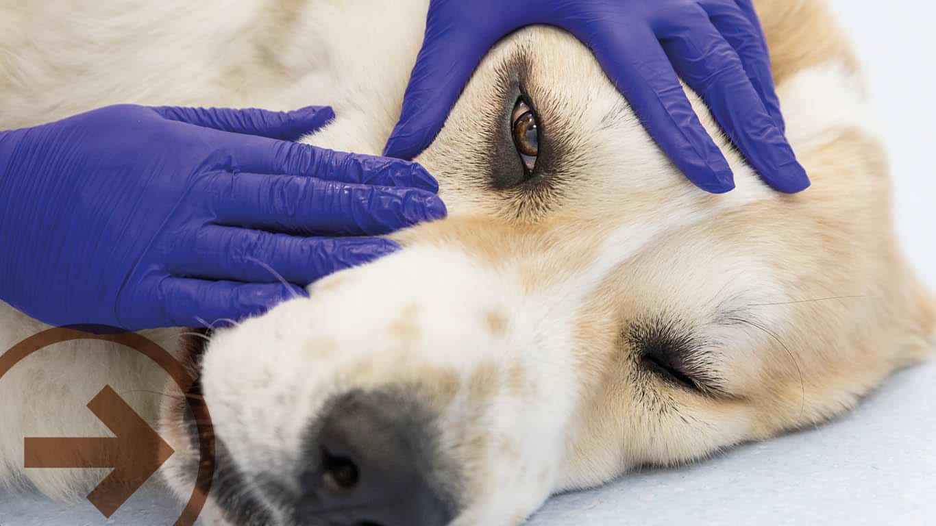 L’oftalmologia veterinaria: consigli e prevenzione